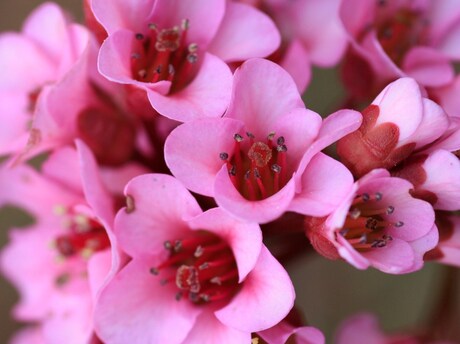 bergenia