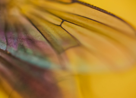 detail of a wing