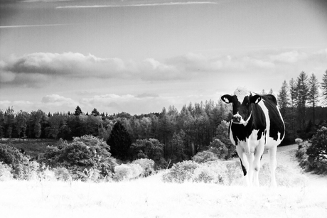 lost cow bw