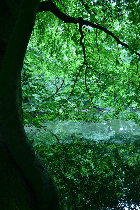 Beukenboom bij vijver in Sonsbeekpark