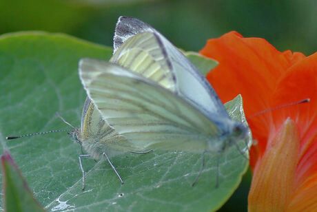 parende vlinders
