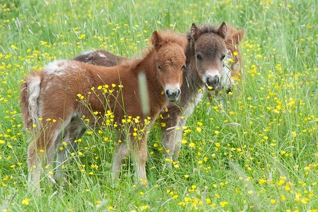 Drie kleine kleutertjes !