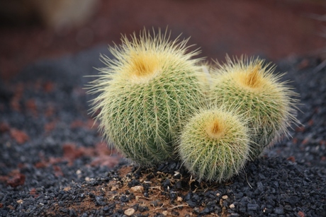 Cactus Lanzarote