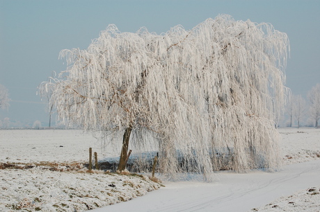 sneeuw