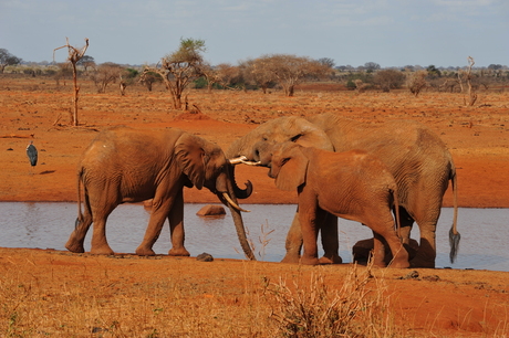 Roze olifanten, Kenia