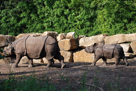 Rotterdam Zoo