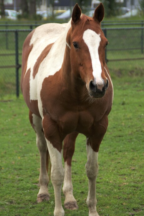 Paard in de wei