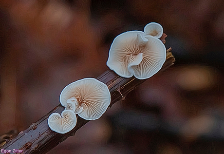 zwammetjes Liesbos