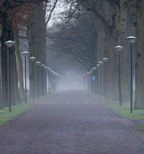 Vogels in de mist