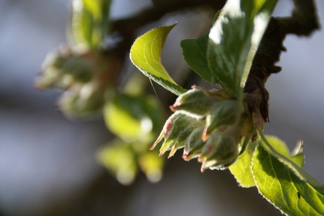 Lente in de knop