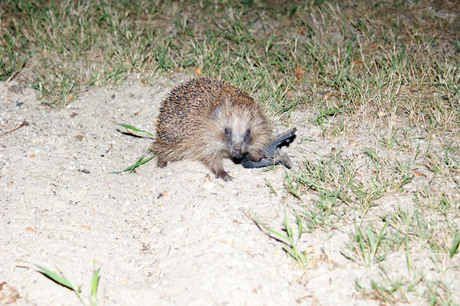 egel in de val gelopen