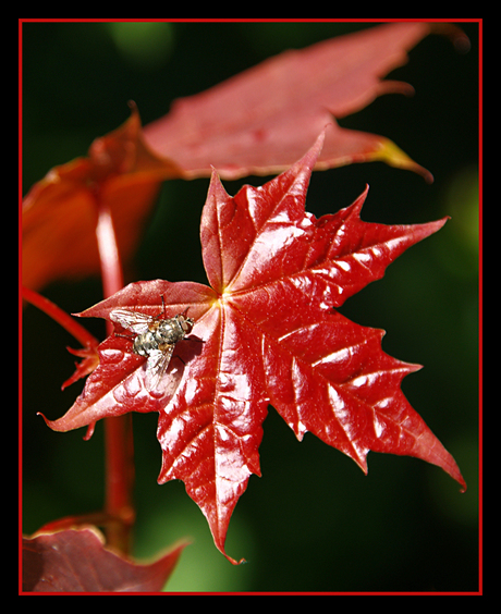 rood blaadje