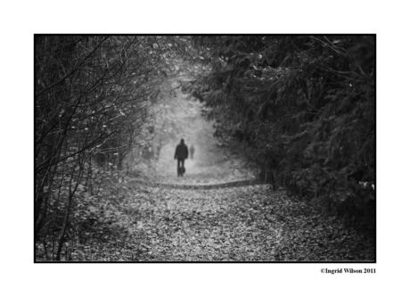 de mysteries van het bos