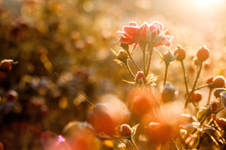 Frozen flowers & Magical light