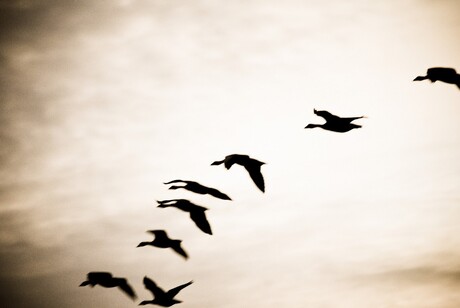 A flock of Goose