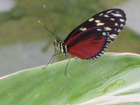 Blijdorp Amazonica