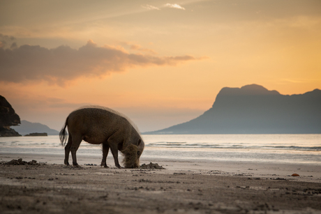 Baardvarken op strand van Bako National Park., Borneo