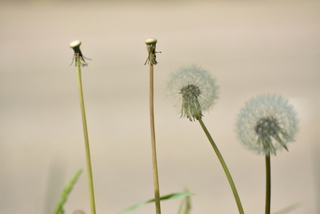 Paardenbloemen