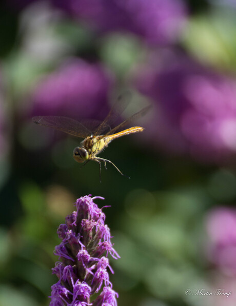 Heidelibel