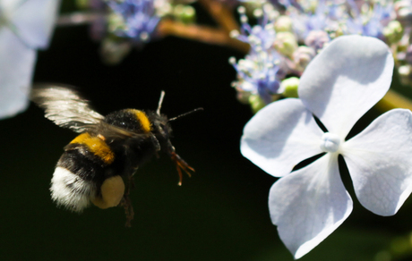 Flight of te Bumblebee