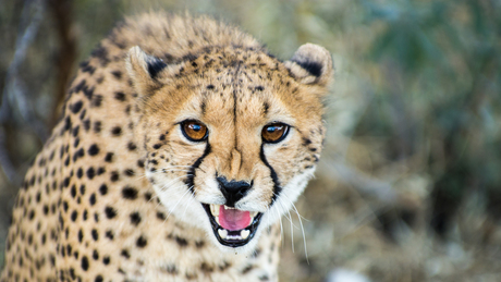 Cheetah in Namibië.jpg