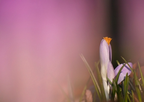 Boerenkrokus