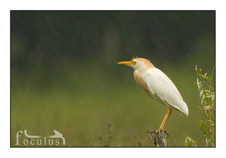 koereiger in de regen