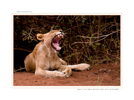 Lion 3, Kenia