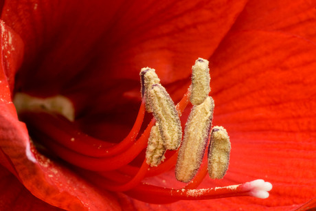 Rode amaryllis