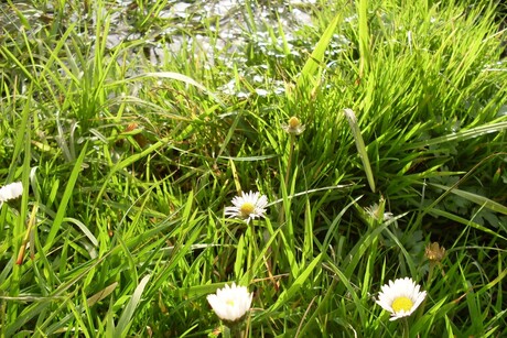 Boterbloem in het natte gras