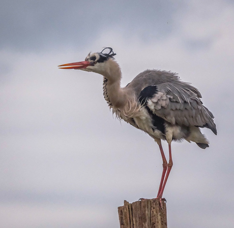 Reiger