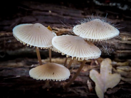 Bundelmycena