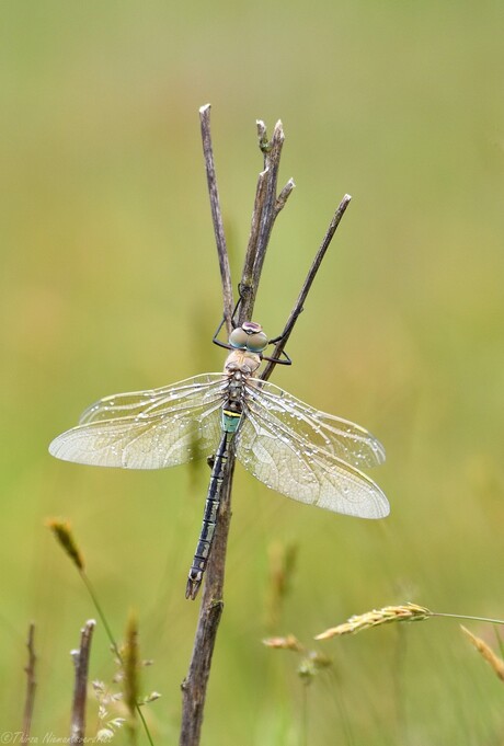 Royal Dragonfly