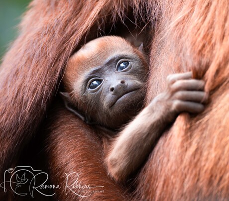 de grote wereld al in zijn ogen 
