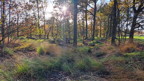 Bos doorkijkje