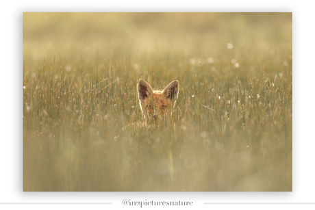 Hide and seek