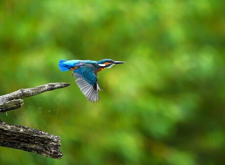 ijsvogel 
