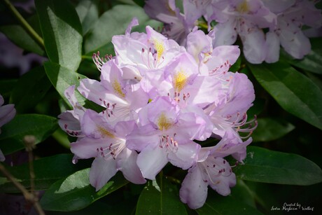 Rododendron catawbiense