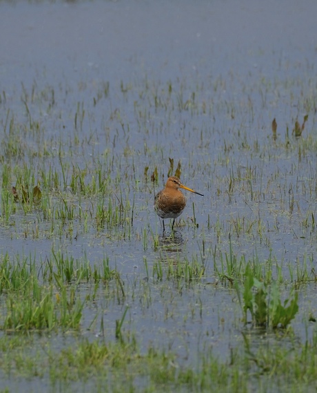 Nederland Waterland 