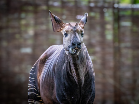 Okapi