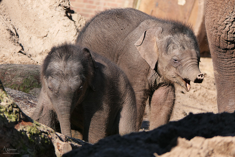 Baby olifantjes 