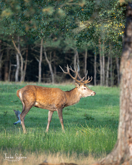Edelhert in avondzonnetje