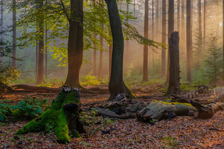 zonsopkomst in het bos
