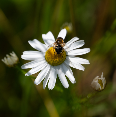 Bij op bloem