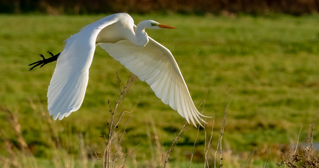 Western Great Egret...