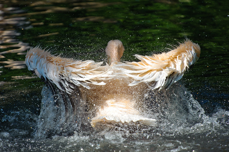 carwash for pelicans