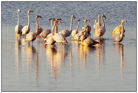 Flamingo's in het Grevelingenmeer.