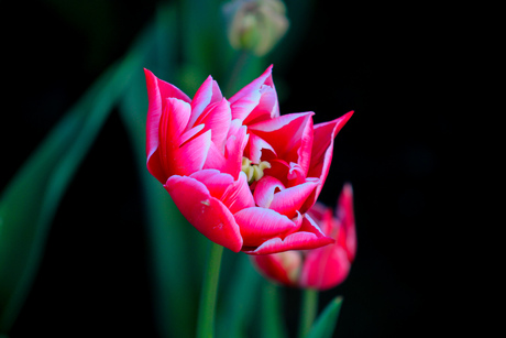 Macro foto van een tulp in het veld