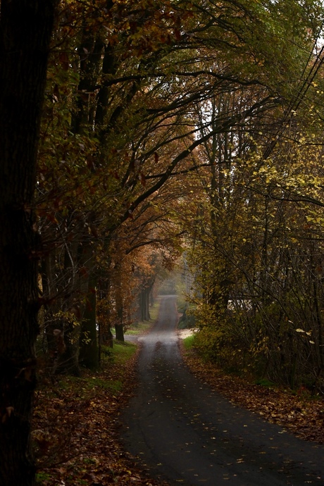 Autumn roads 
