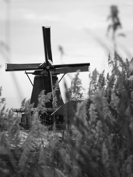 Doorkijkje naar de molen 